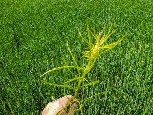 Pszenica ozima 24.05.2020