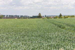 Pszenica ozima 24.05.2020