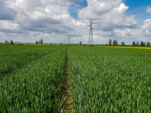 Pszenica ozima 24.05.2020