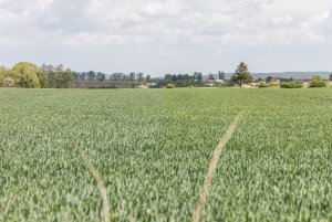 Pszenica ozima 24.05.2020