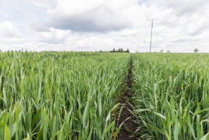 Pszenica ozima 24.05.2020