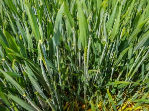 Pszenica ozima 24.05.2020