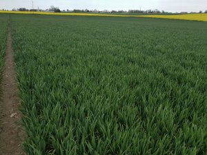 Pszenica ozima Delawar 