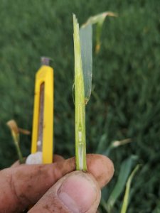 Pszenica ozima DELAWAR