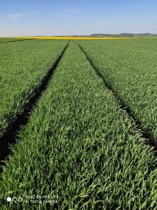 Pszenica ozima EUFORIA