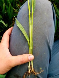 Pszenica ozima Galerist 