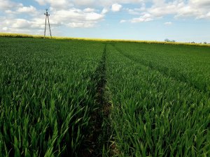 Pszenica ozima Galerist