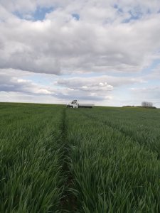 Pszenica ozima Hondia