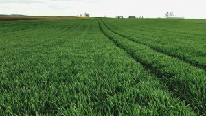 Pszenica ozima Julius 