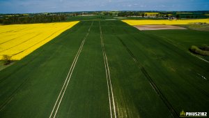 Pszenica ozima KWS LOFT