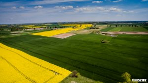 Pszenica ozima KWS LOFT