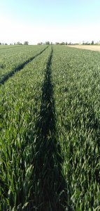 Pszenica ozima LG Jutta