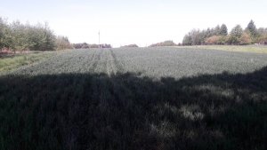 Pszenica ozima oścista