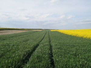 Pszenica ozima ROTAX