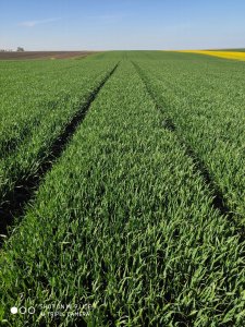 Pszenica ozima SKAGEN