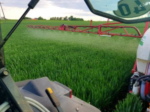 Pszenica ozima Tacitus