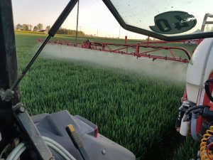 Pszenica ozima Tacitus