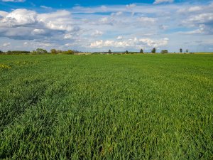 Pszenica ozima Tytanika - 01.05.2020