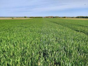 Pszenica Tytanika i Euforia