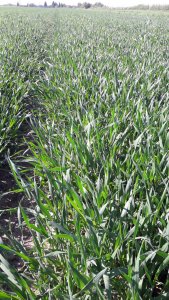 Pszenżyto Gringo siew 06.11.2019