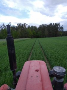 Pszenżyto jare mamut