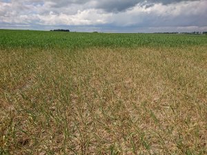 Pszenżyto na V klasie