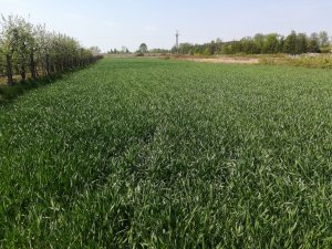 Pszenżyto orinoko. 10. 05