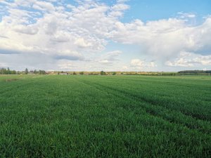 Pszenżyto Probus 05.05.2020