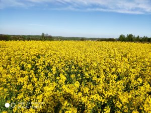 rzepak Chrobry