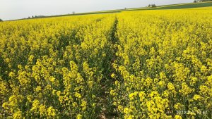 Rzepak ozimy alabaster 