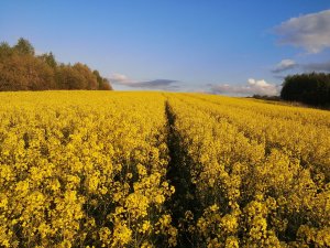 Rzepak ozimy KWS Derrik