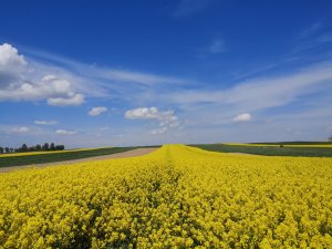 Rzepak ozimy LG ABSOLUT