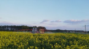 Rzepak ozimy loki maisadour