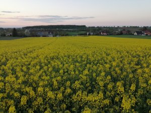 Rzepak ozimy sherlock 