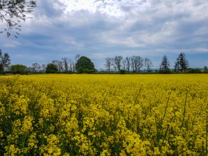 Rzepak Phoenix CL - 10.05.2020