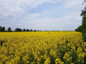 rzepak Phoenix cl 10.05