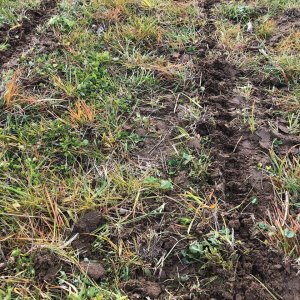 Siew pasowy kukurydzy