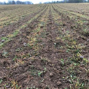 Siew pasowy kukurydzy