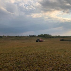 Siew pasowy kukurydzy