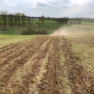 Siew pasowy kukurydzy