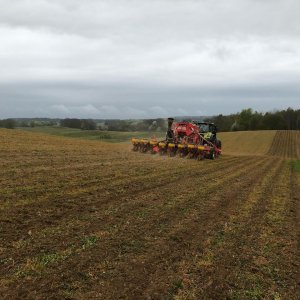 Siew pasowy kukurydzy