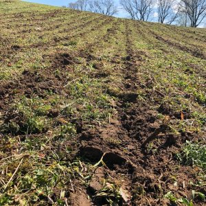 Siew pasowy kukurydzy