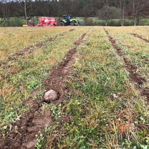 Siew pasowy kukurydzy