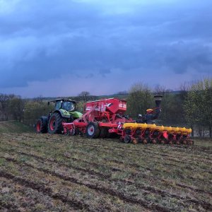 Siew pasowy kukurydzy