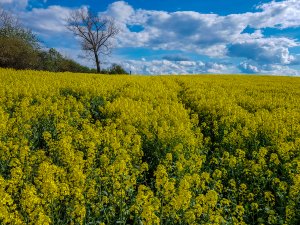 Rzepak Duke F1 / Phonix CL - 01.05.2020