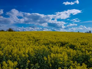 Rzepak Duke F1 / Phonix CL - 01.05.2020