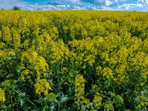 Rzepak Duke F1 / Phonix CL - 01.05.2020