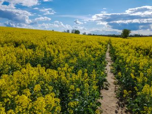 Rzepak Duke F1 / Phonix CL - 01.05.2020