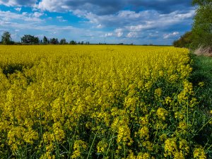 Rzepak Duke F1 / Phonix CL - 01.05.2020