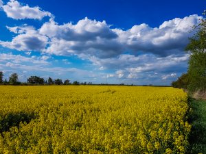 Rzepak Duke F1 / Phonix CL - 01.05.2020